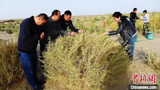 十一团在塔克拉玛干沙漠边成功栽种耐旱饲草树种"四翅滨藜". 易然 摄
