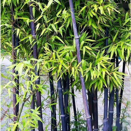 基金项目 紫竹高效丰产栽培技术