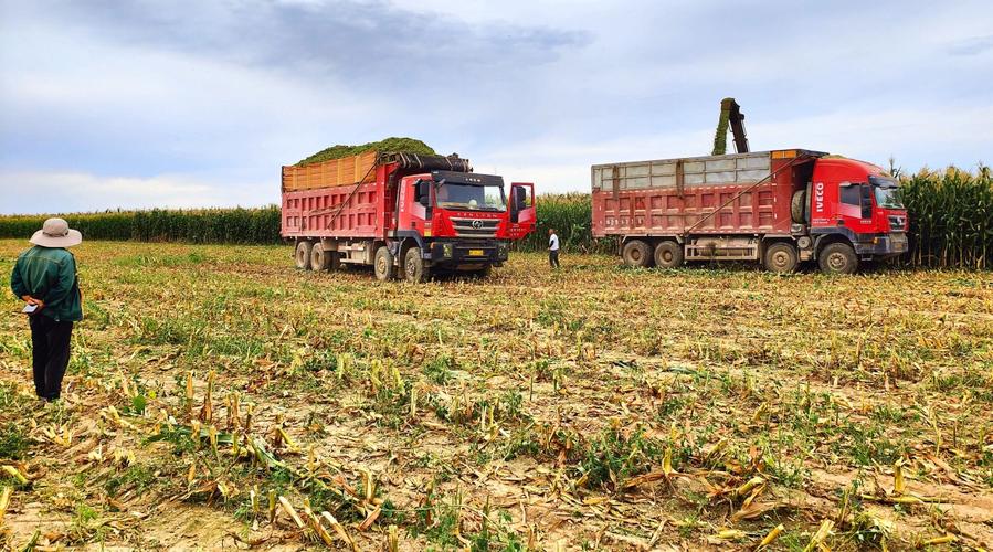 有限公司青贮玉米种植基地里,一辆辆运输车接连不断装运青贮玉米饲草