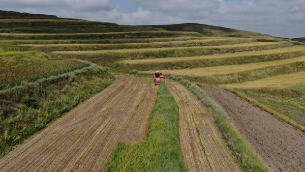 通渭华岭:燕麦饲草产业助农增收