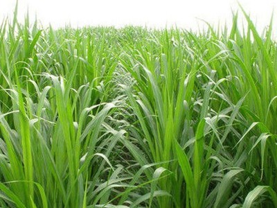 什么饲草产量高,有哪些比较常见的高产饲草品种