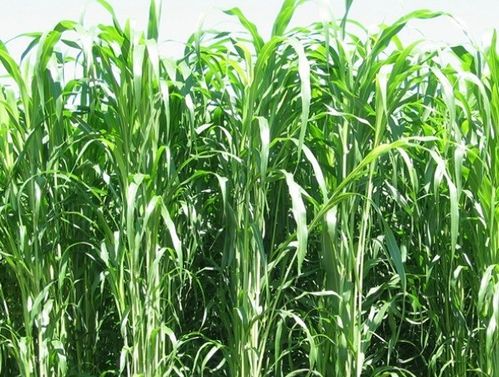 饲用高粱和苏丹草杂交品种 高丹草的种植管理技术