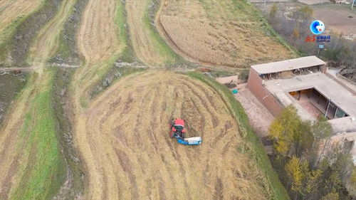 机械化饲草种植助力青藏高原草畜联动